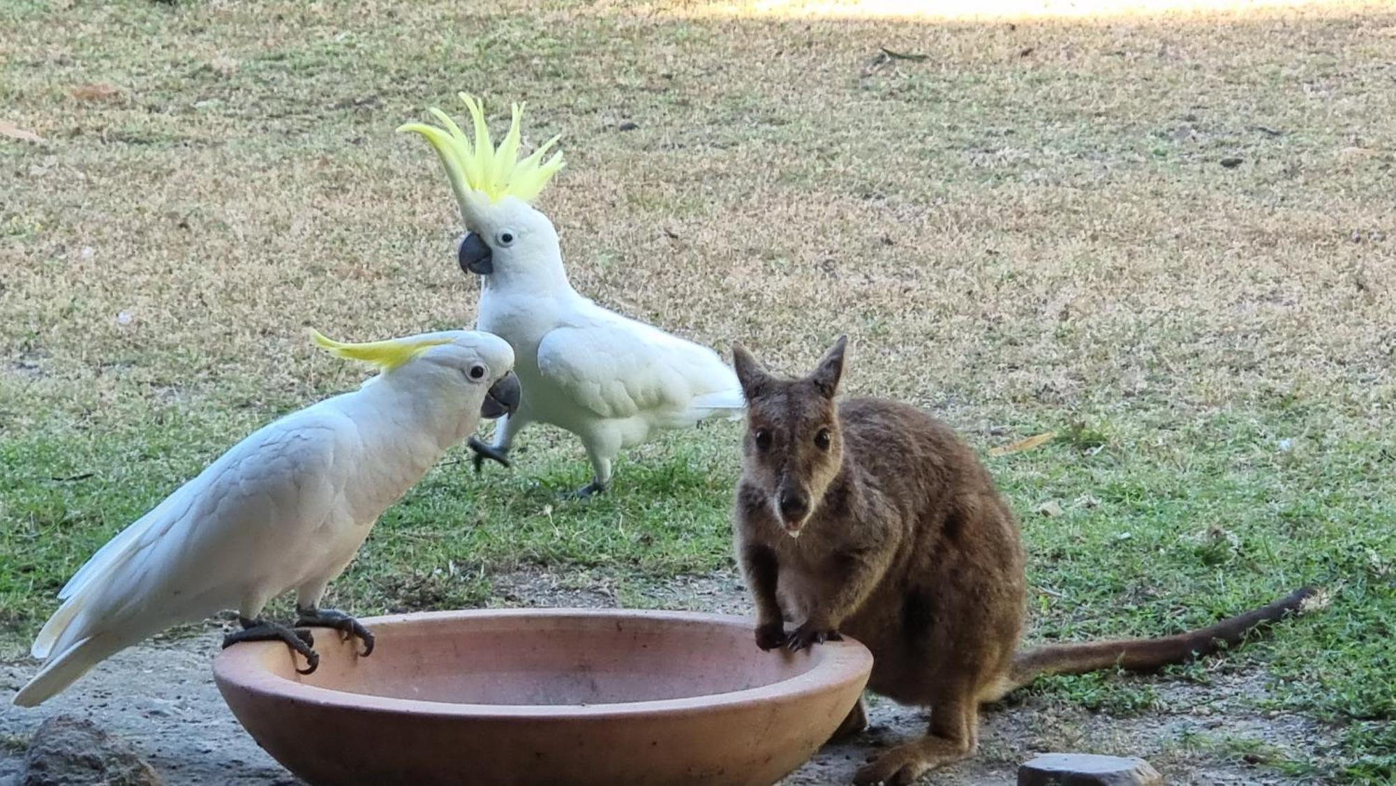 Bed & Breakfast Magnetic Island Horseshoe Bay