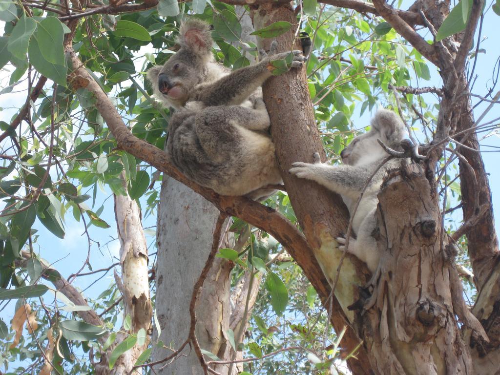 Bed & Breakfast Magnetic Island